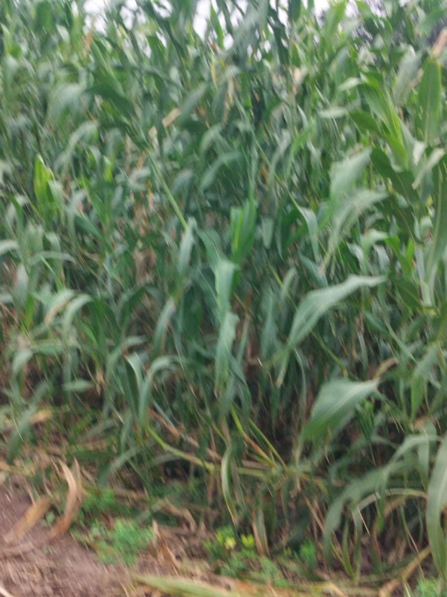 Post Image 2