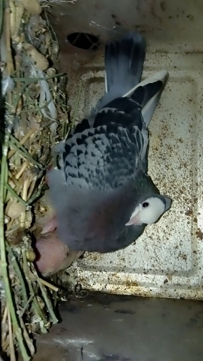 Post Image 3