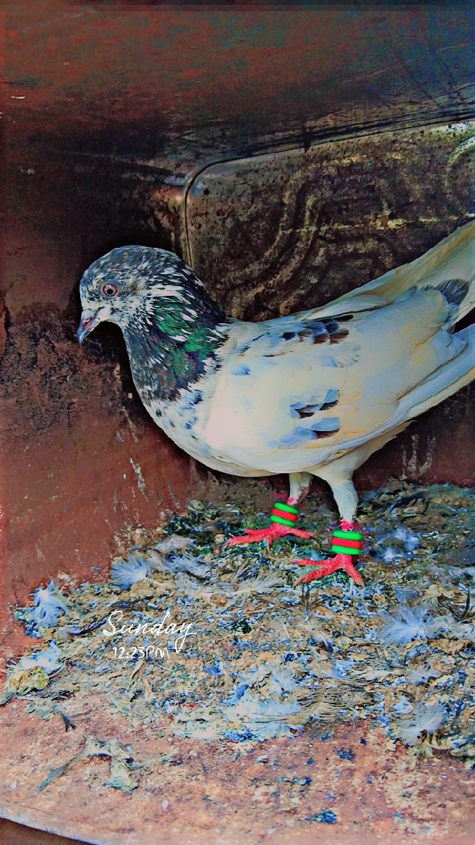 Post Image 2