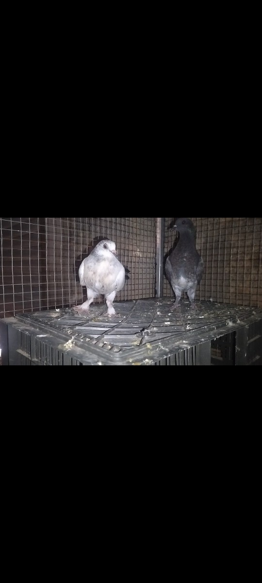 Post Image 2