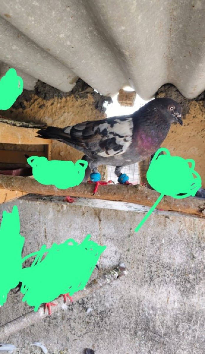 Post Image 3