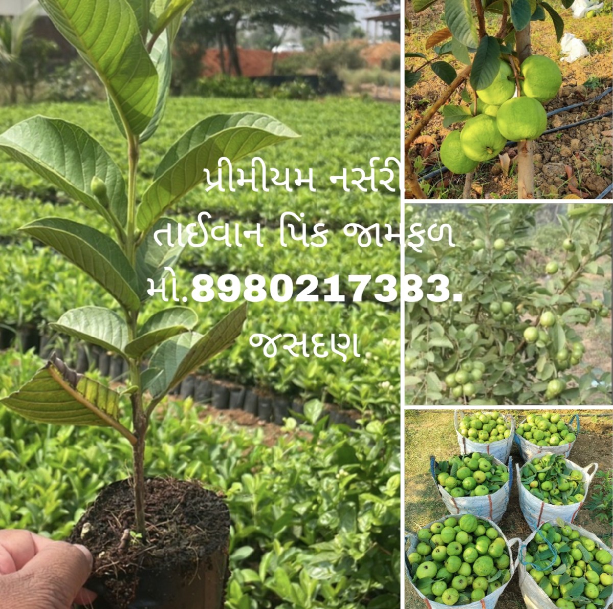 Post Image 3