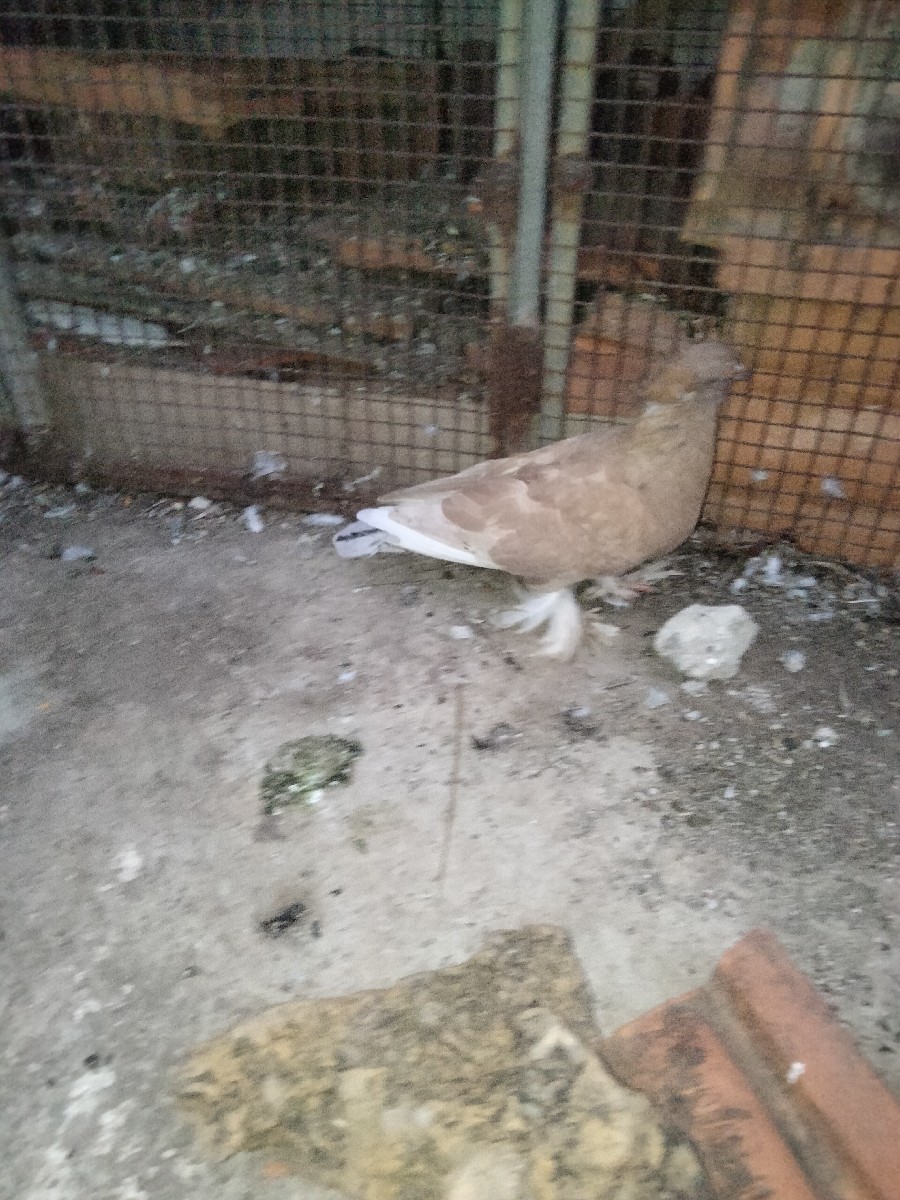 Post Image 2