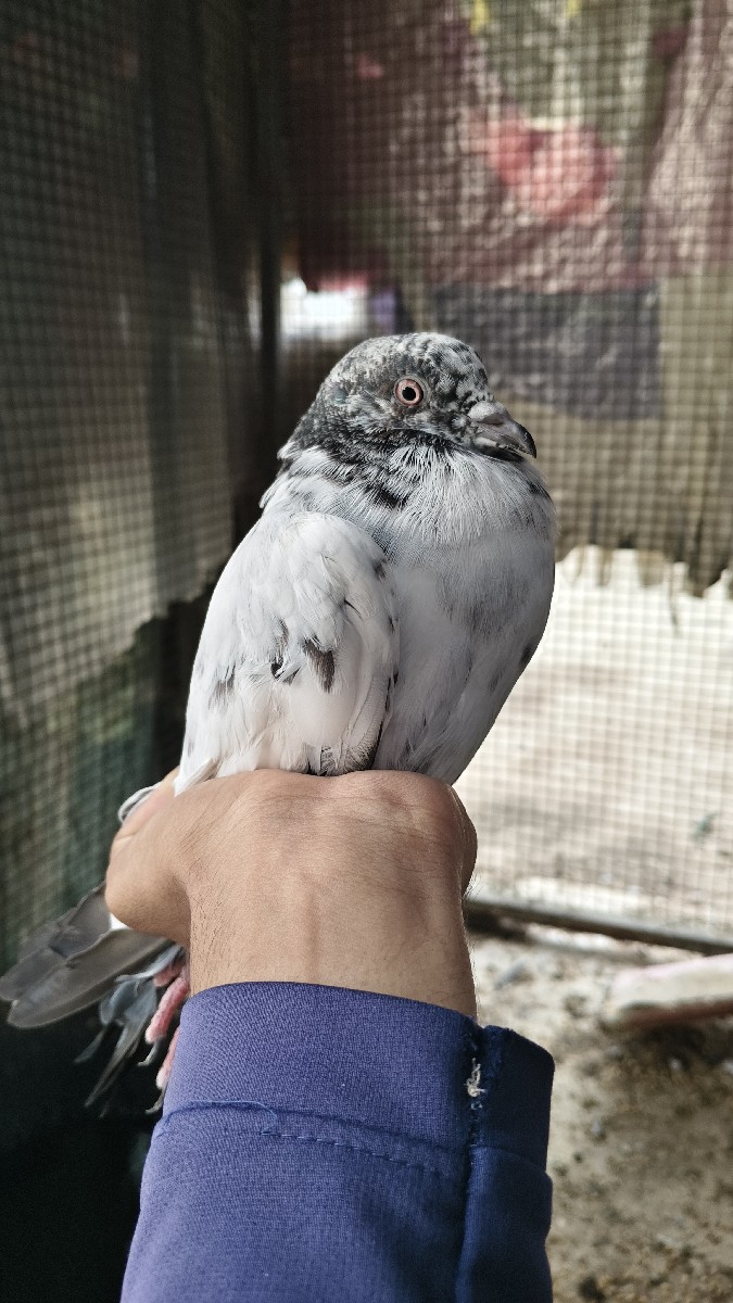 Post Image 1