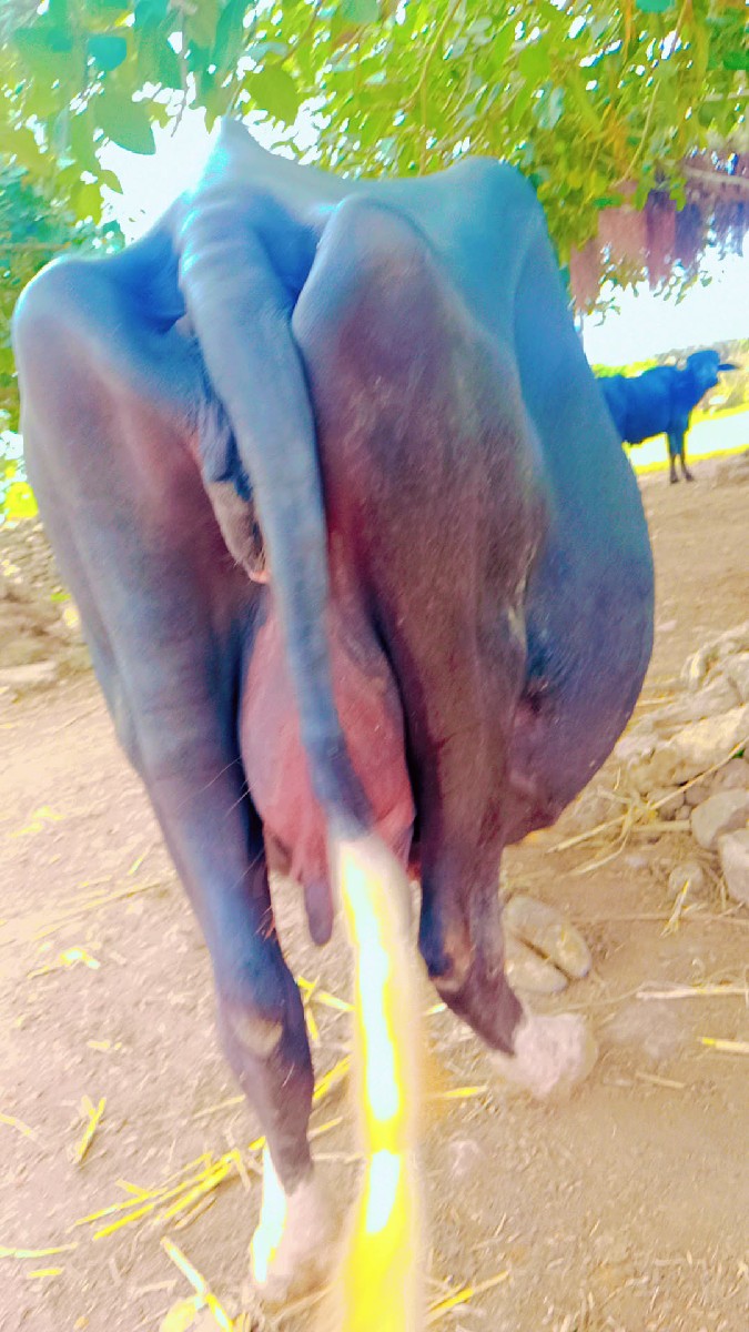 Post Image 2