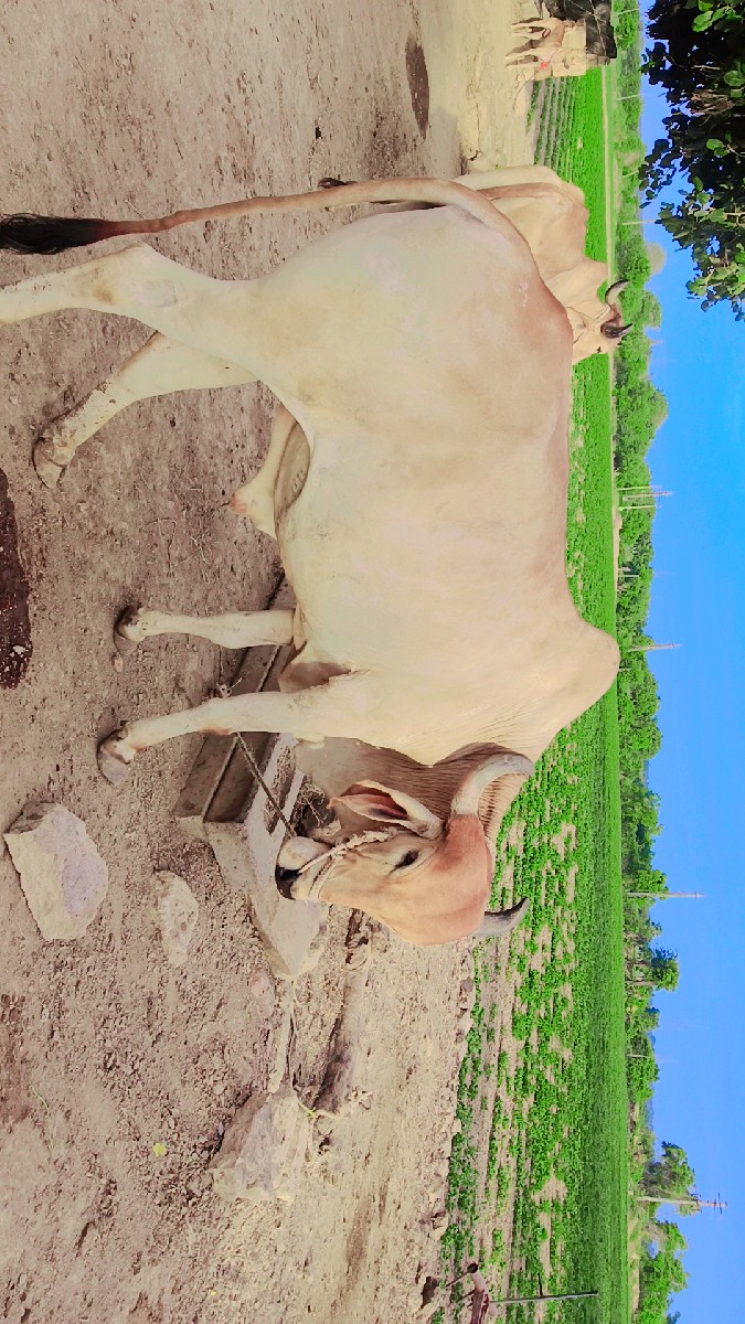 Post Image 3