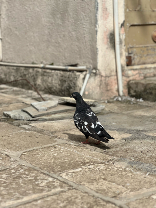Post Image 1