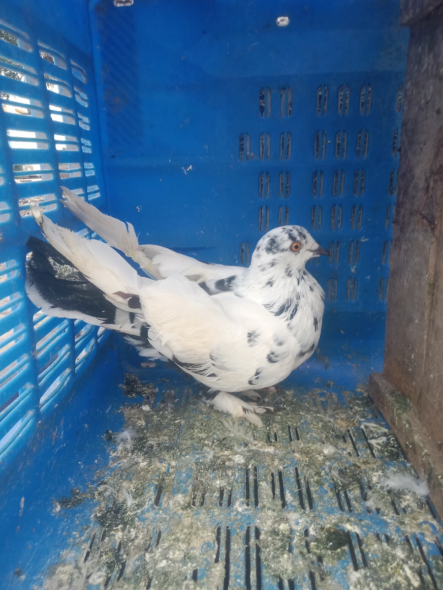 Post Image 2