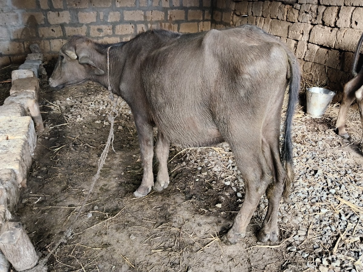Post Image 6