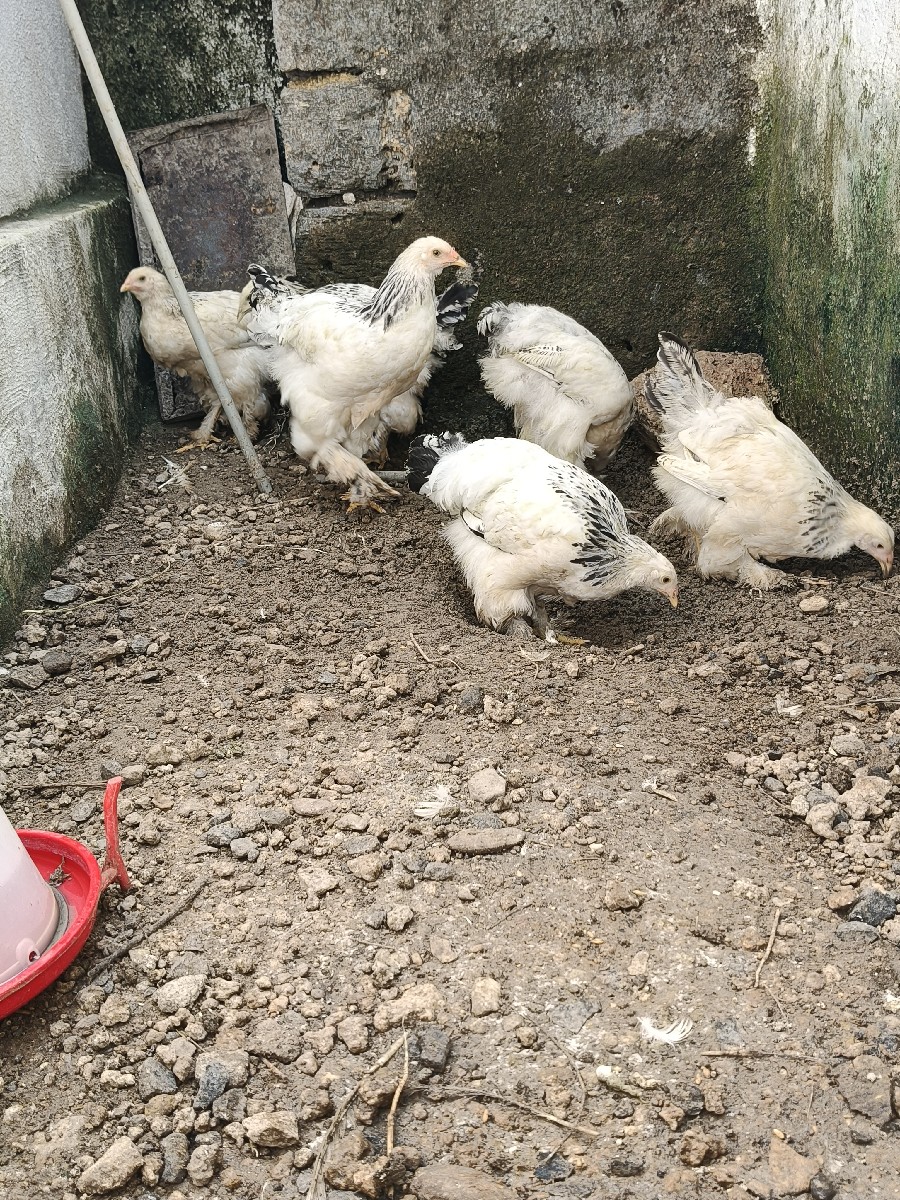 Post Image 2