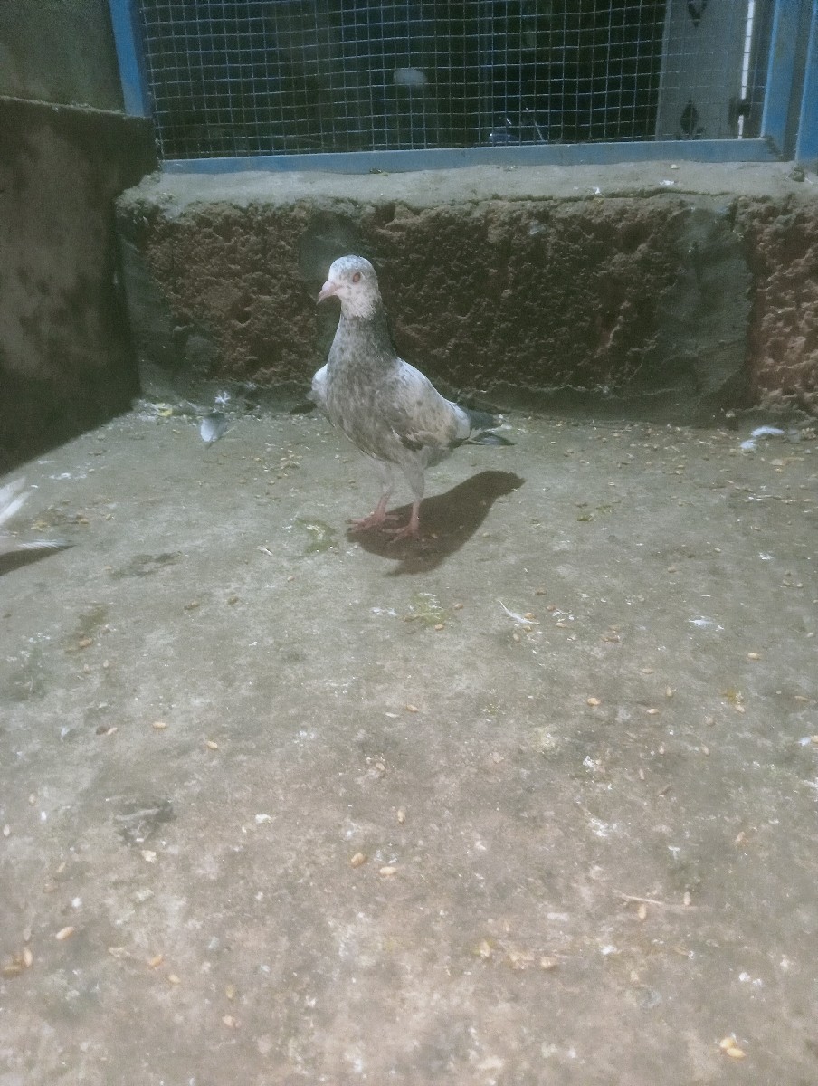 Post Image 2