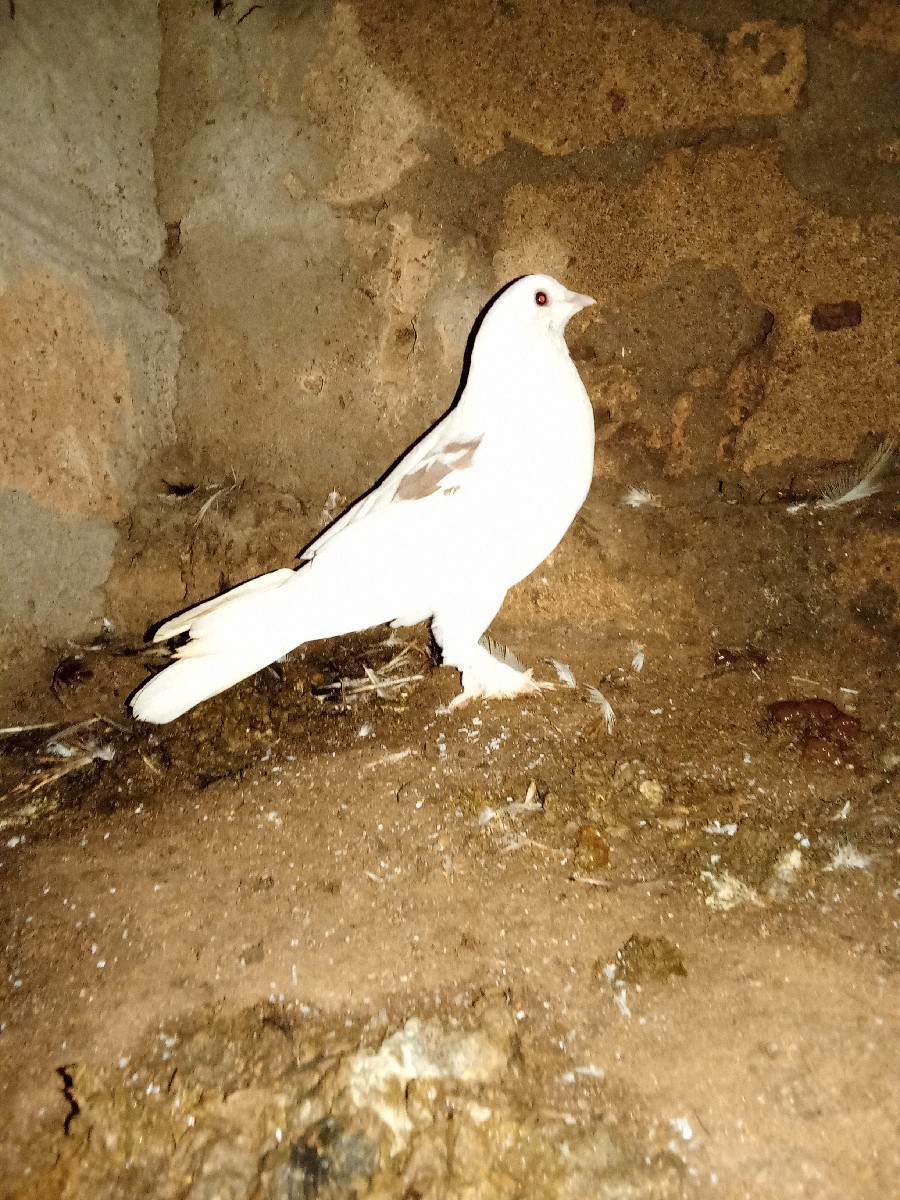 Post Image 2
