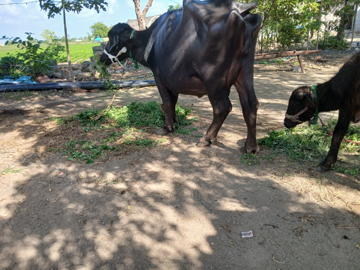 Post Image 3