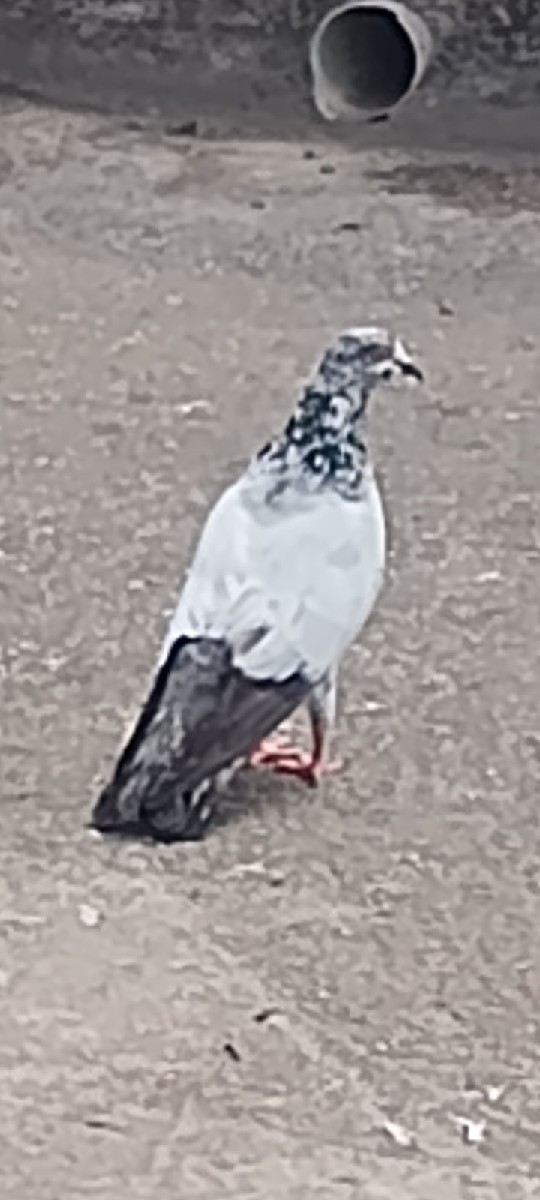 Post Image 2