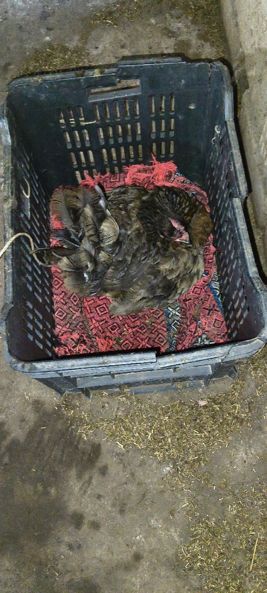 Post Image 2