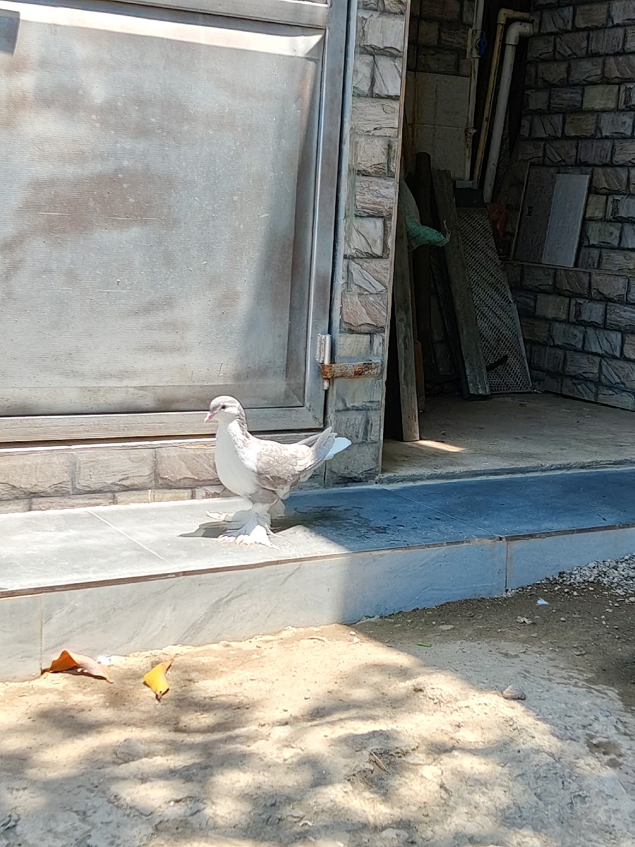 Post Image 2
