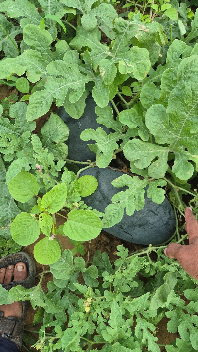 Post Image 2