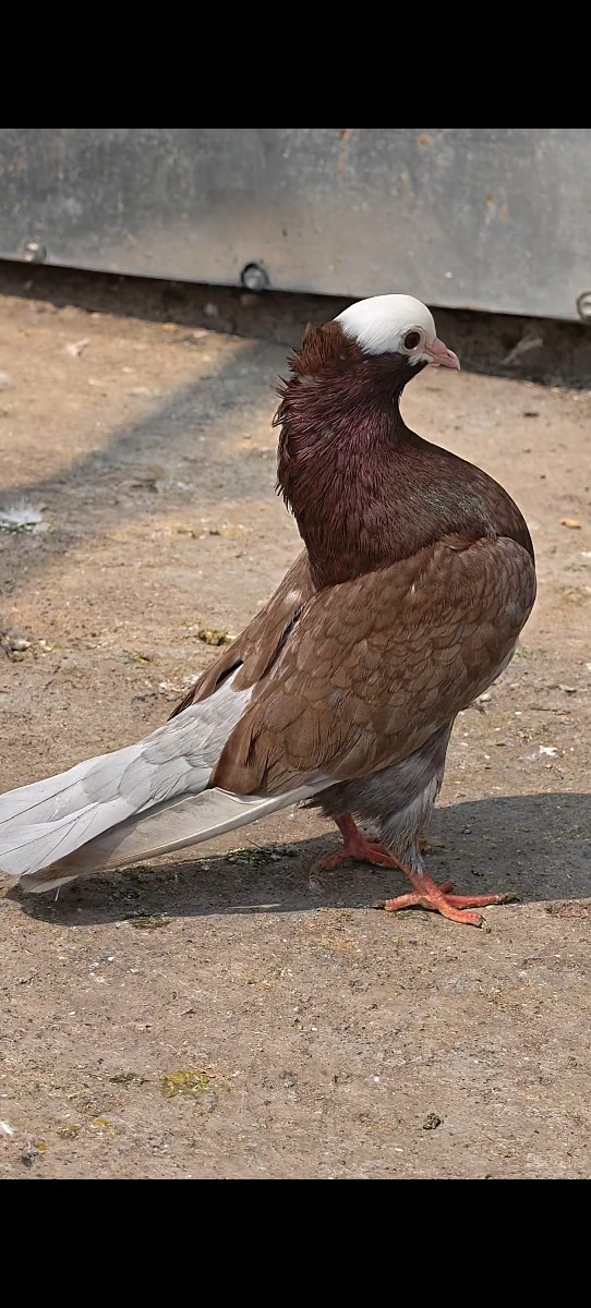 Post Image 2