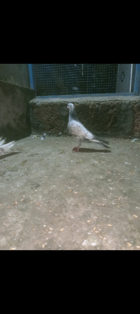 Post Image 3