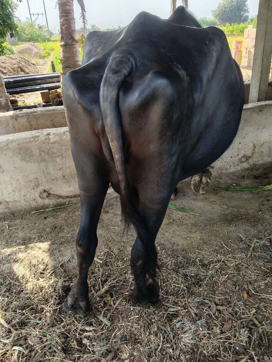 Post Image 2