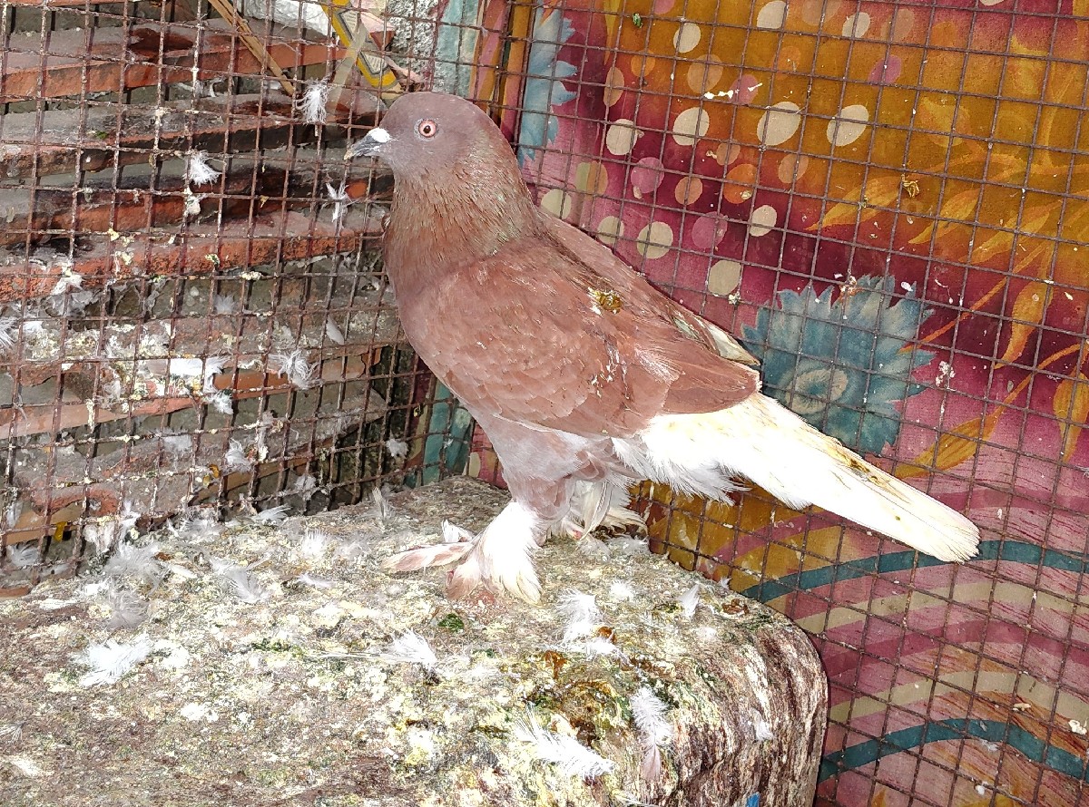 Post Image 2