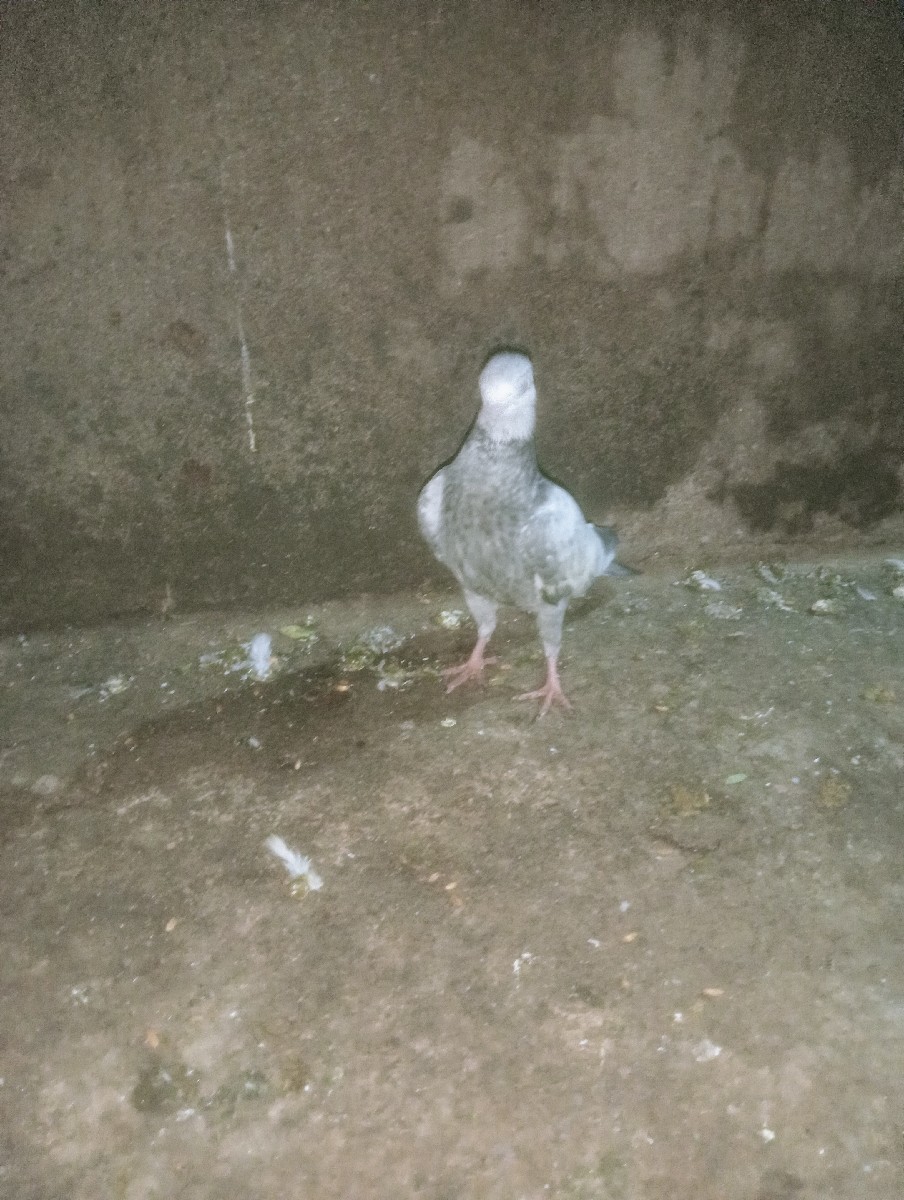 Post Image 3