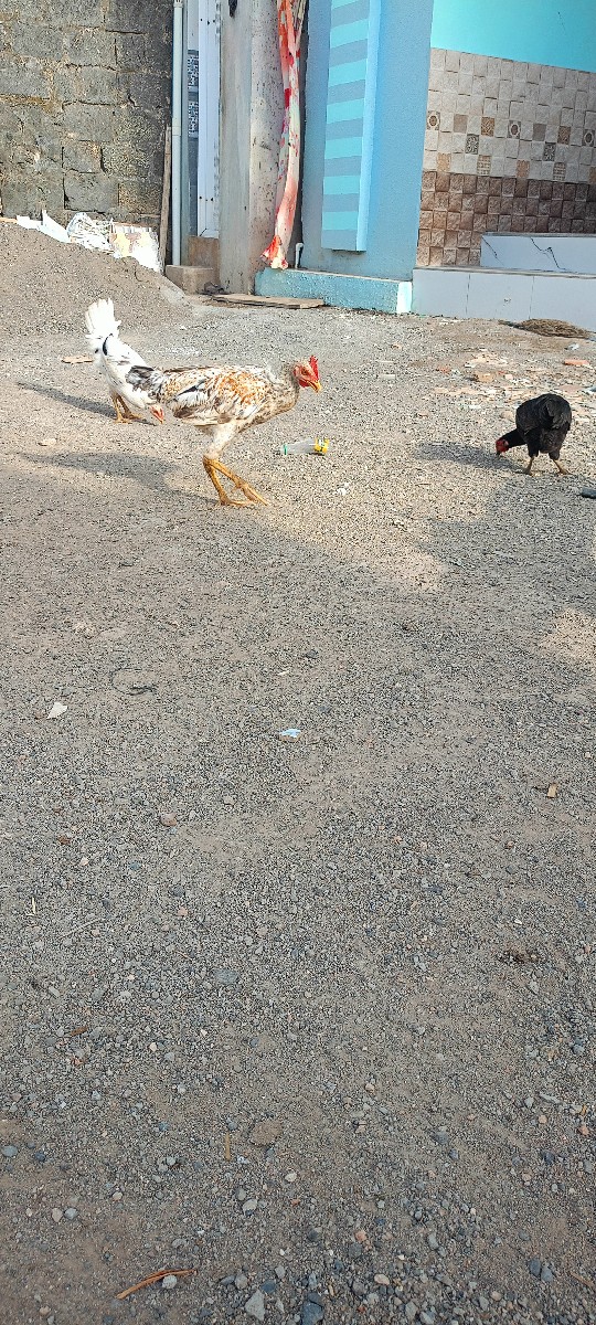 Post Image 2
