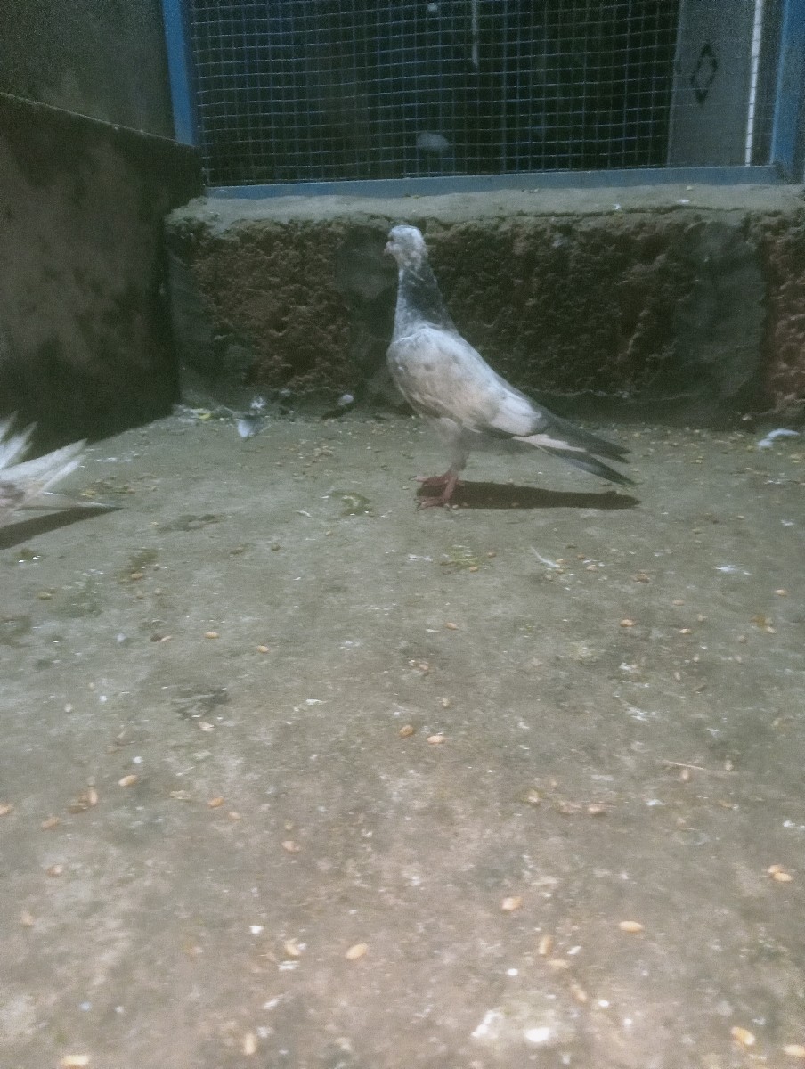 Post Image 2