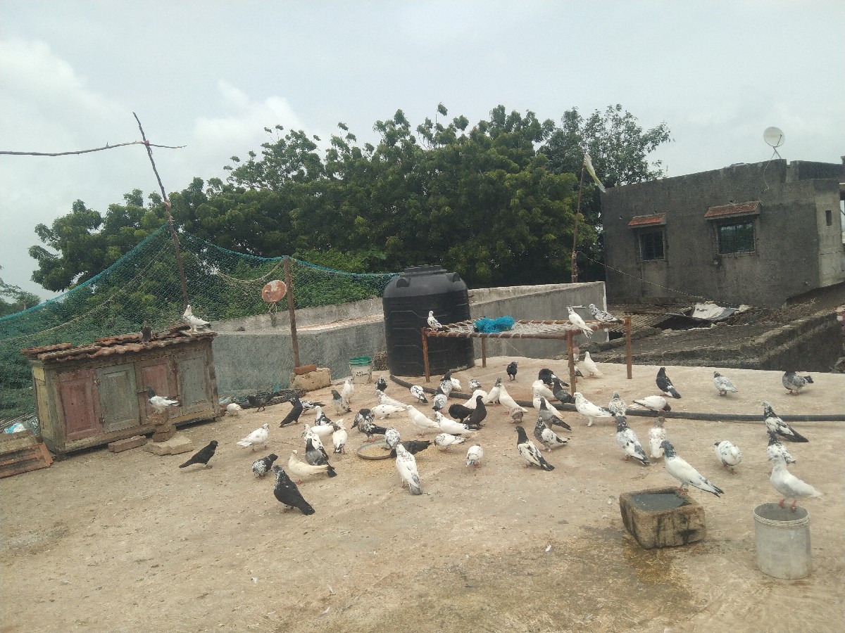 Post Image 2