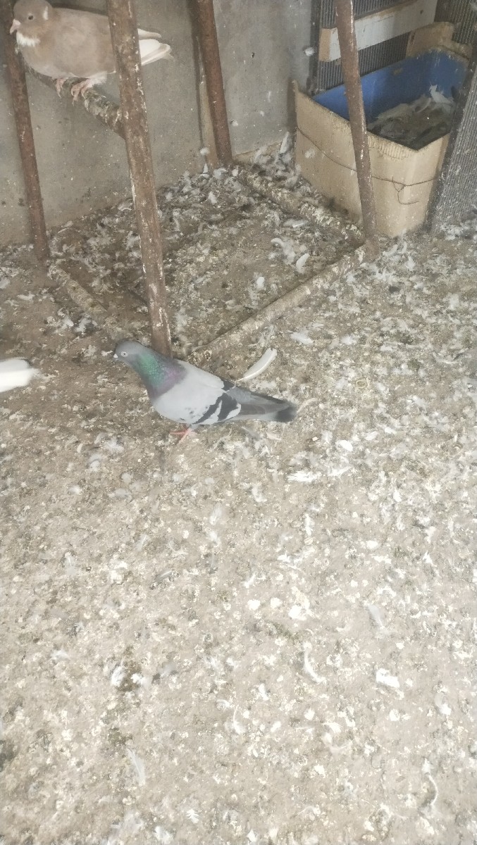 Post Image 2