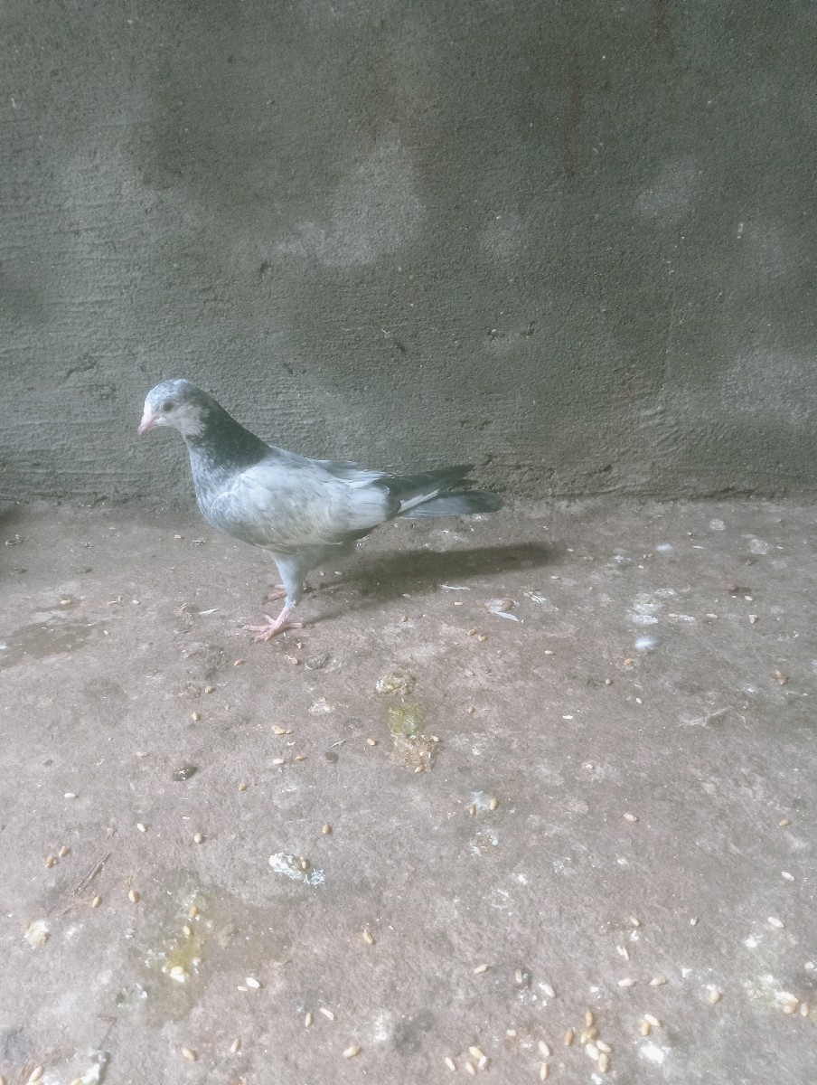 Post Image 3