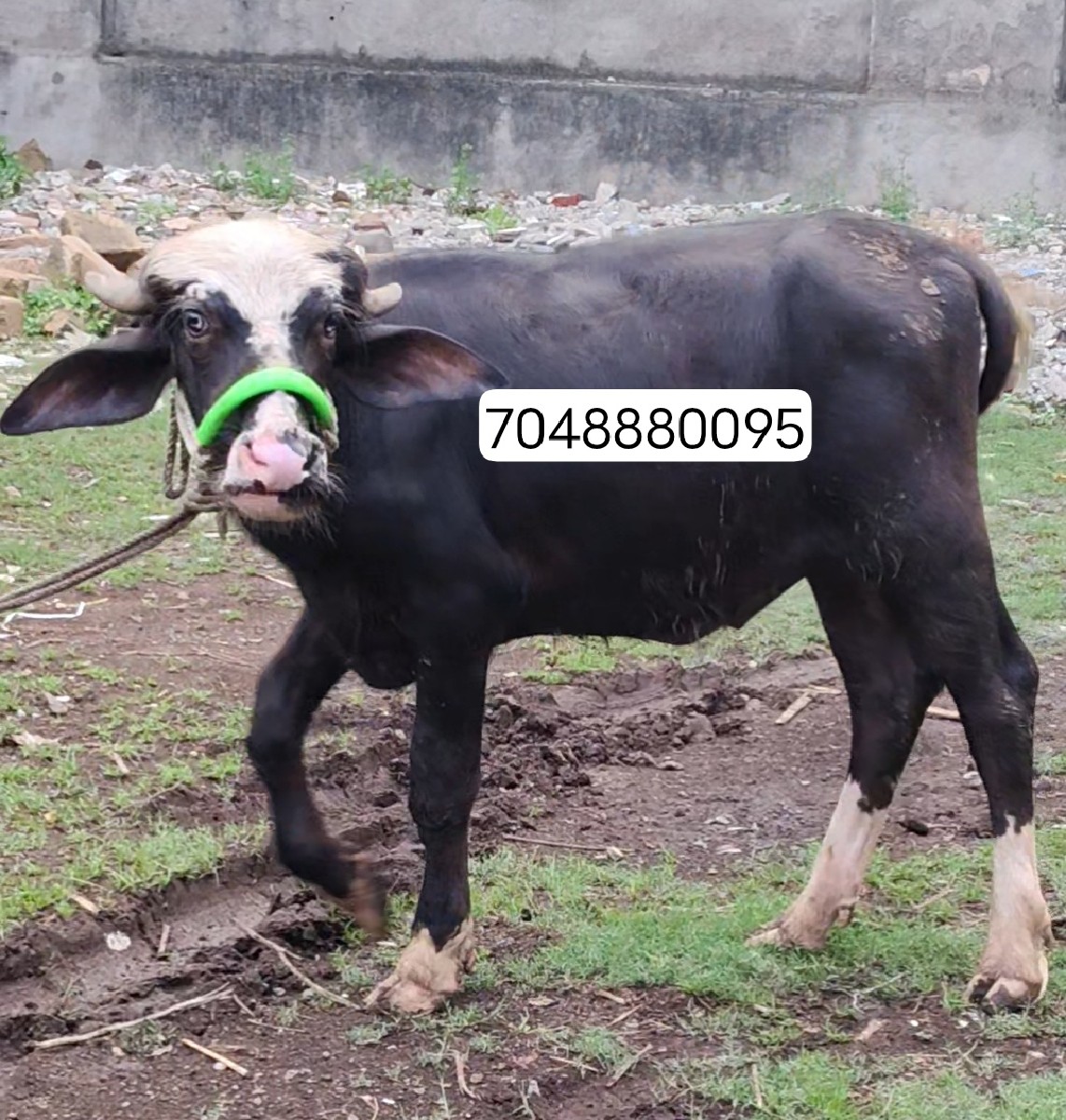 Post Image 2