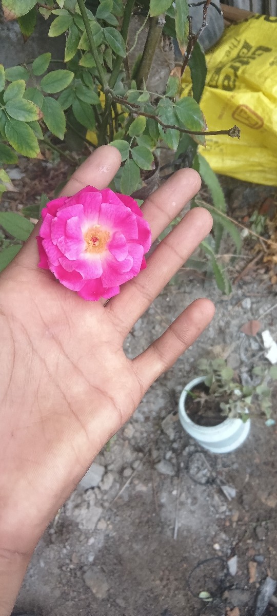Post Image 2