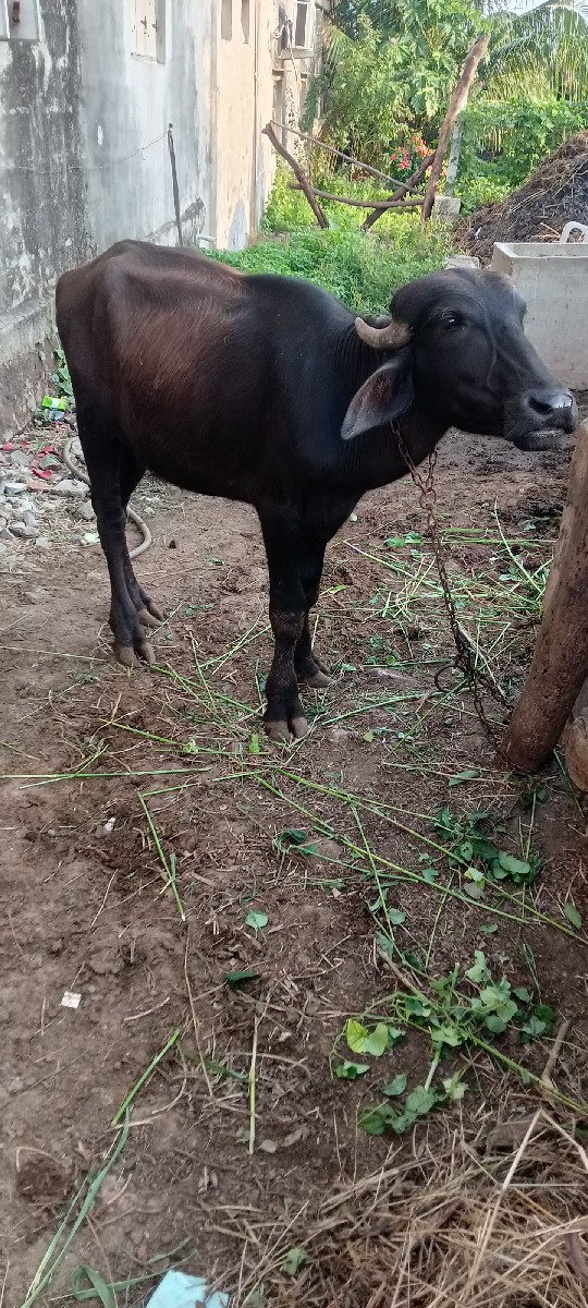 Post Image 3