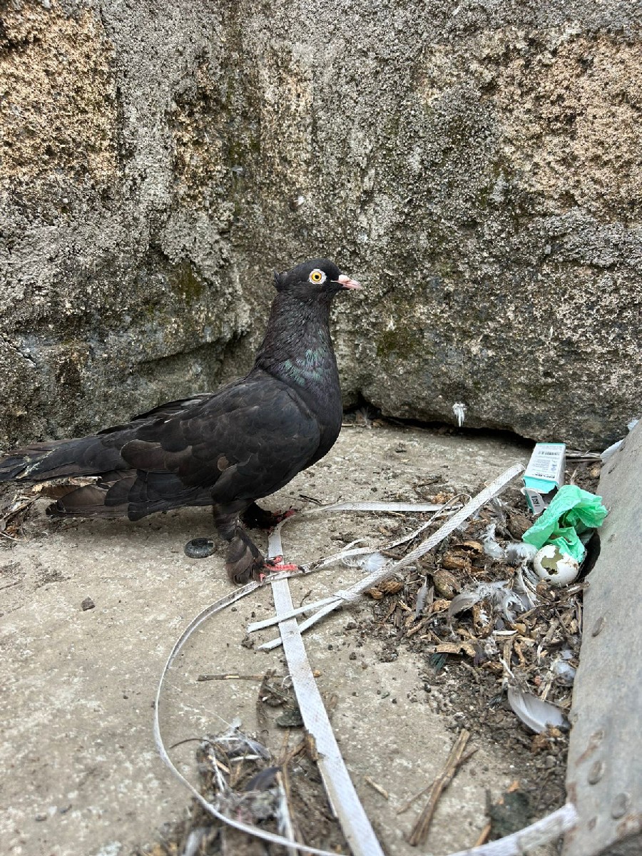 Post Image 2