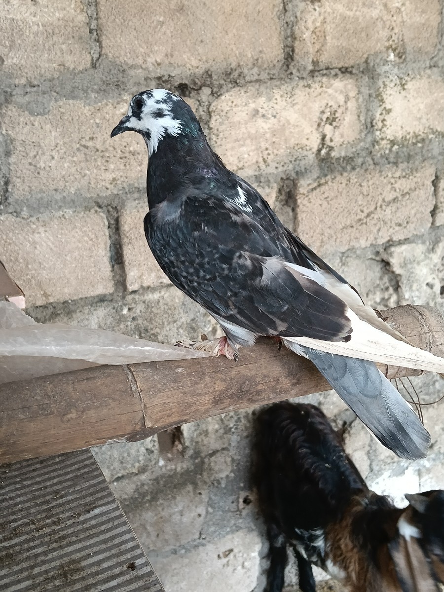 Post Image 3