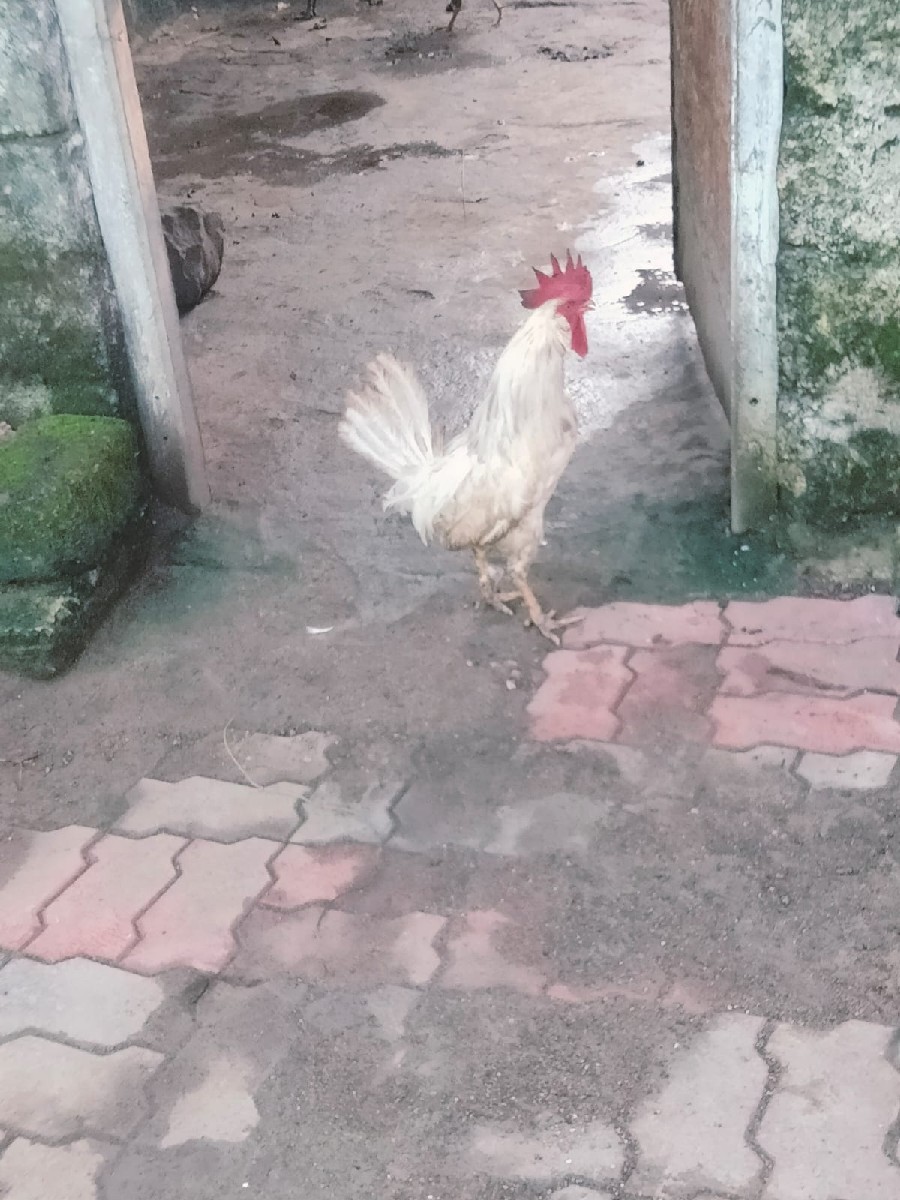 Post Image 2