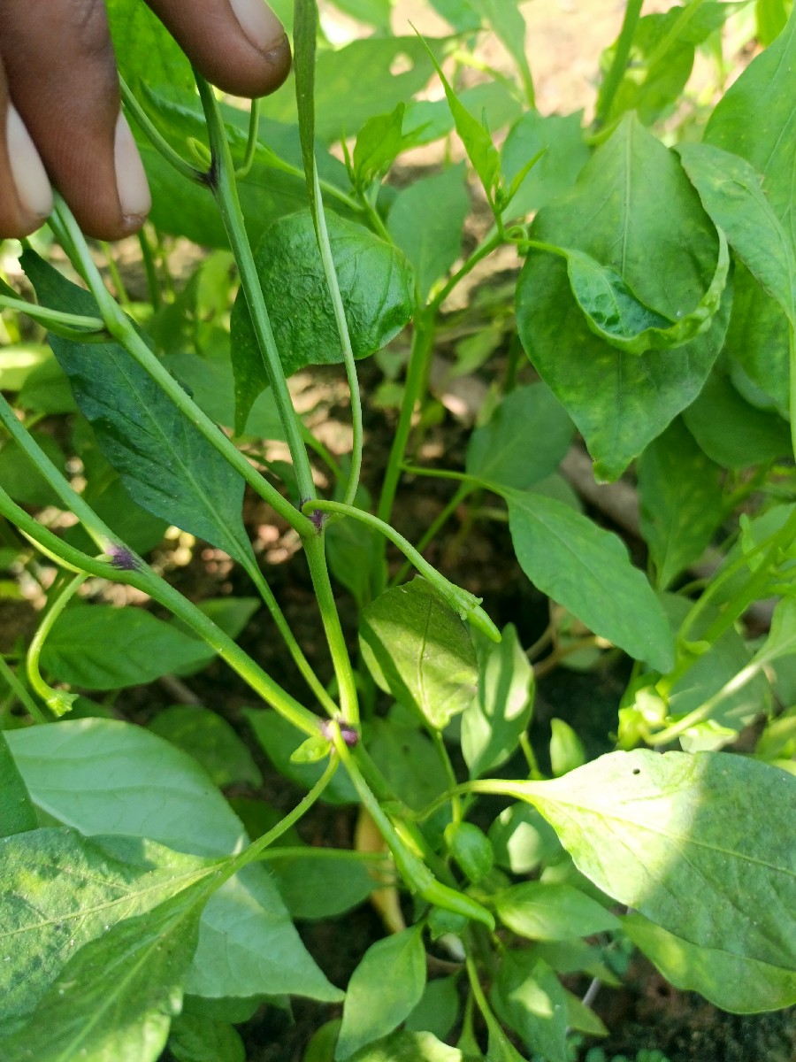 Post Image 3
