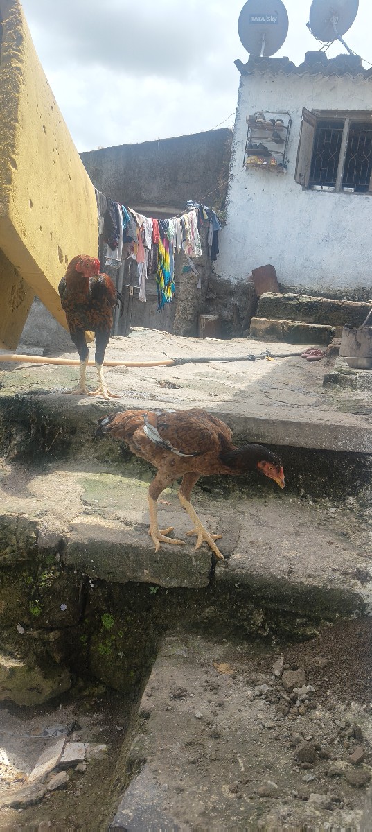 Post Image 3