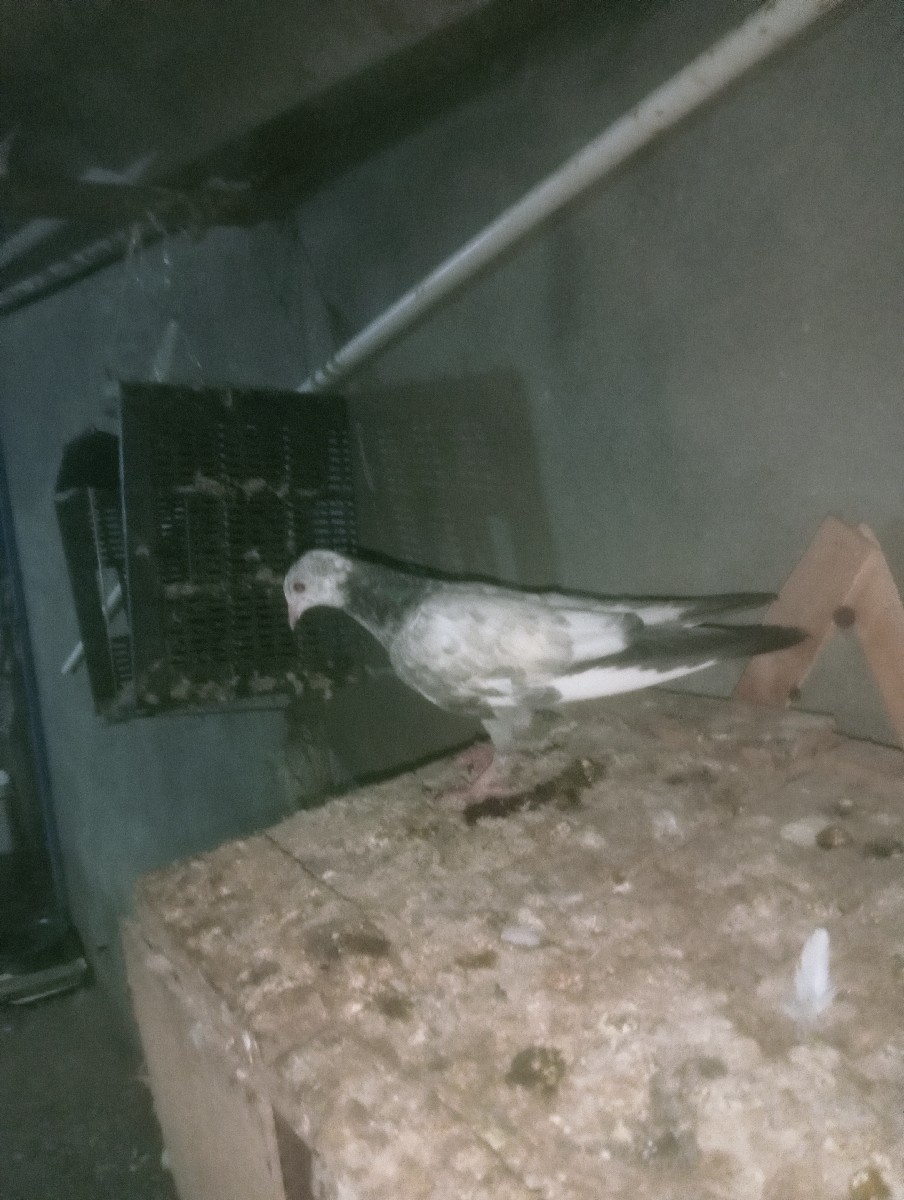 Post Image 1
