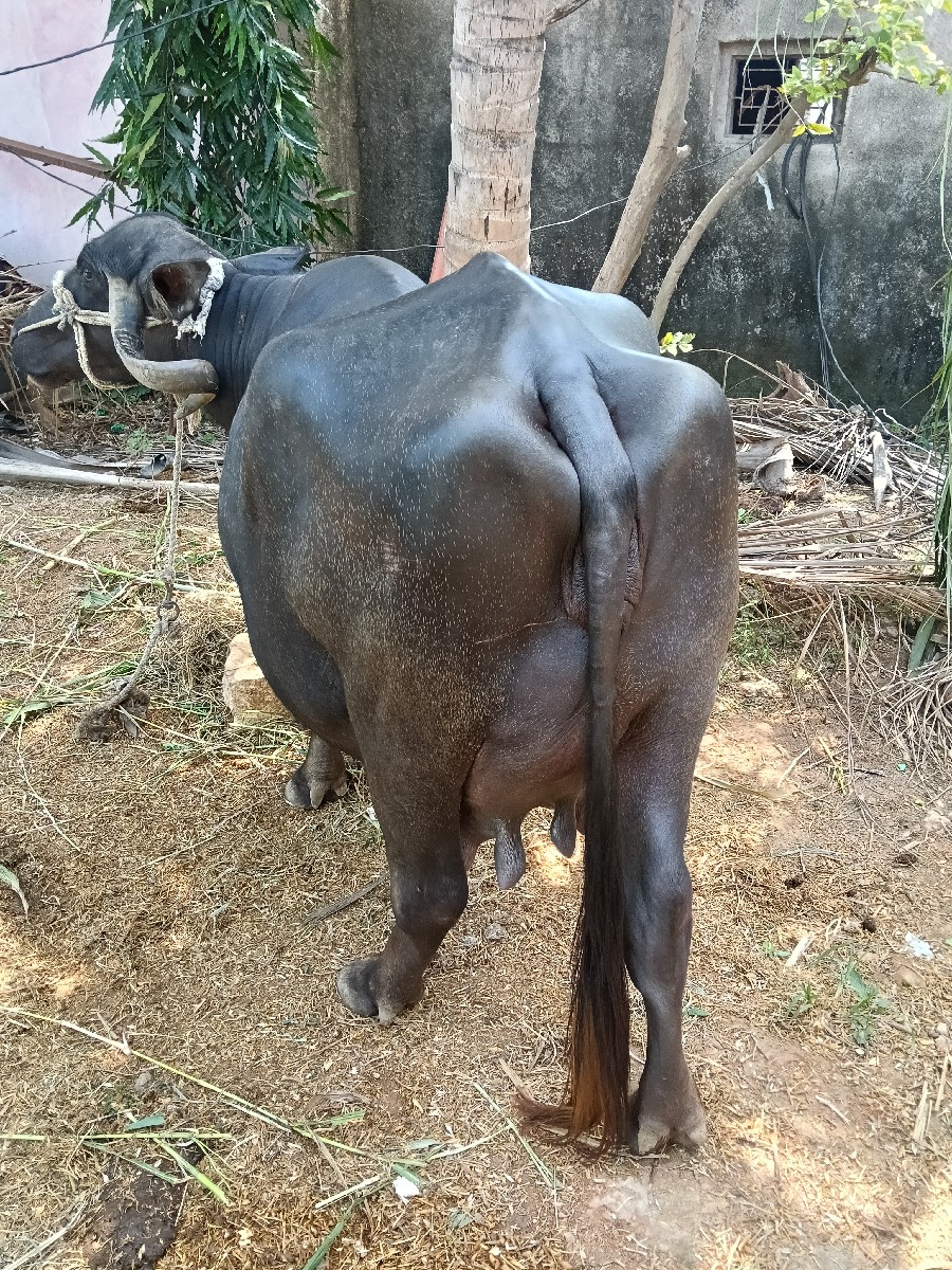 Post Image 2