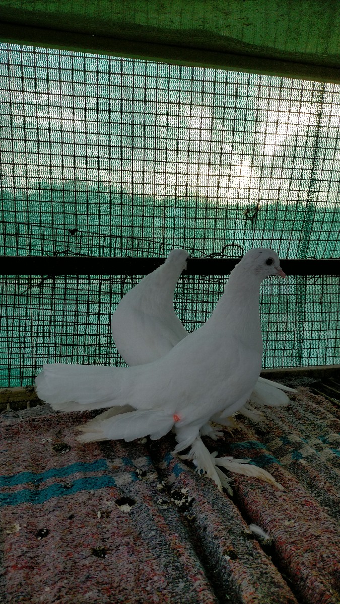 Post Image 2