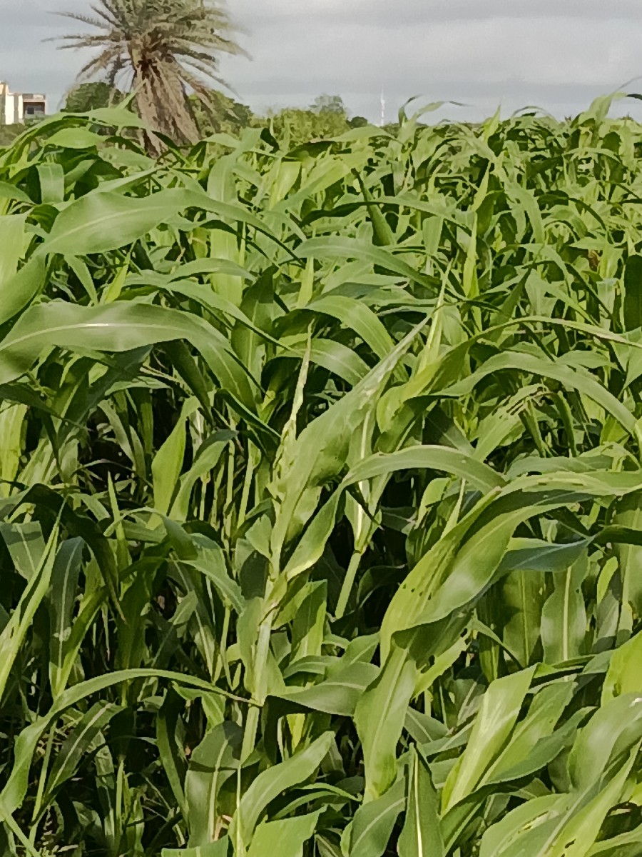 Post Image 2