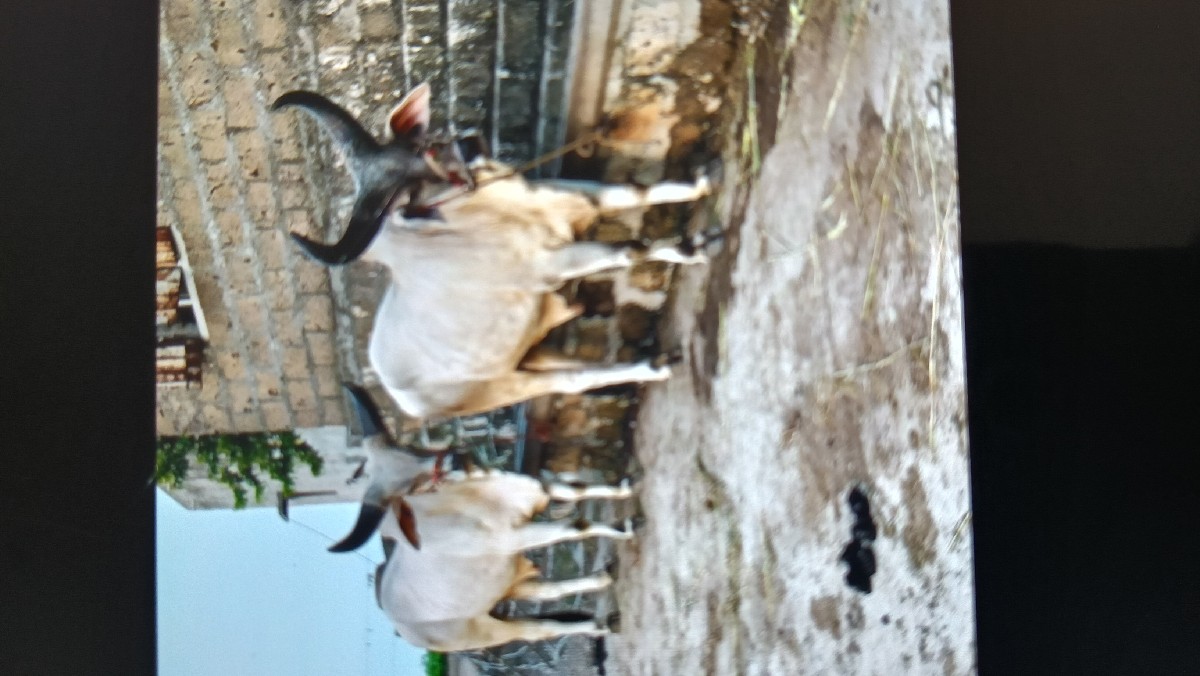Post Image 2