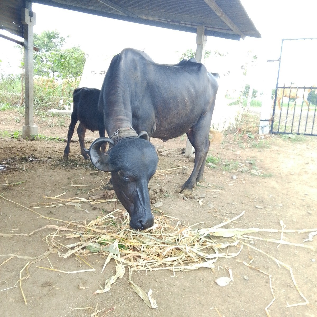Post Image 1