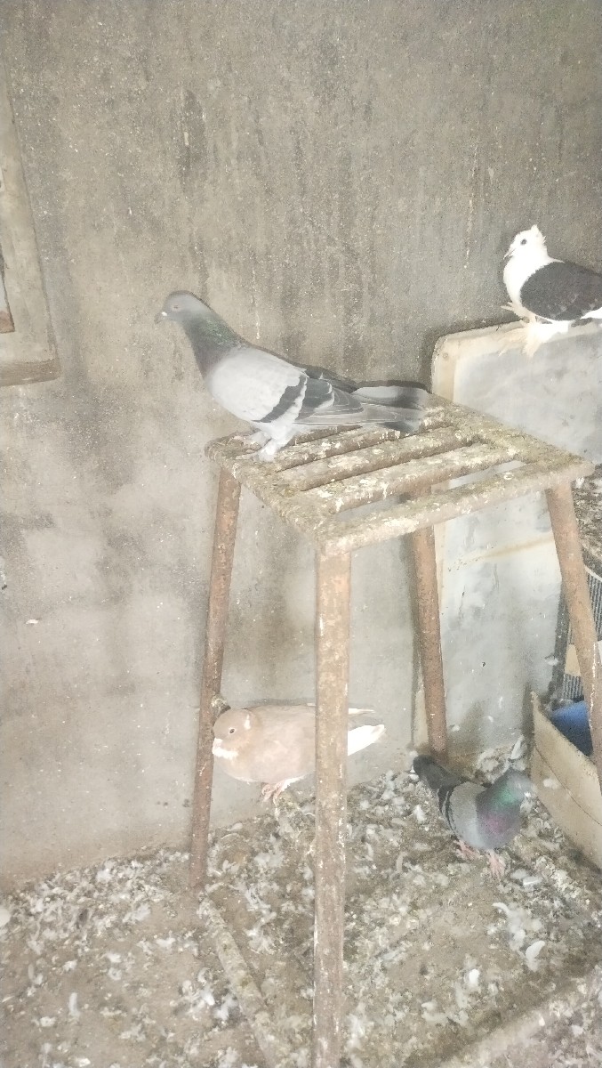 Post Image 1