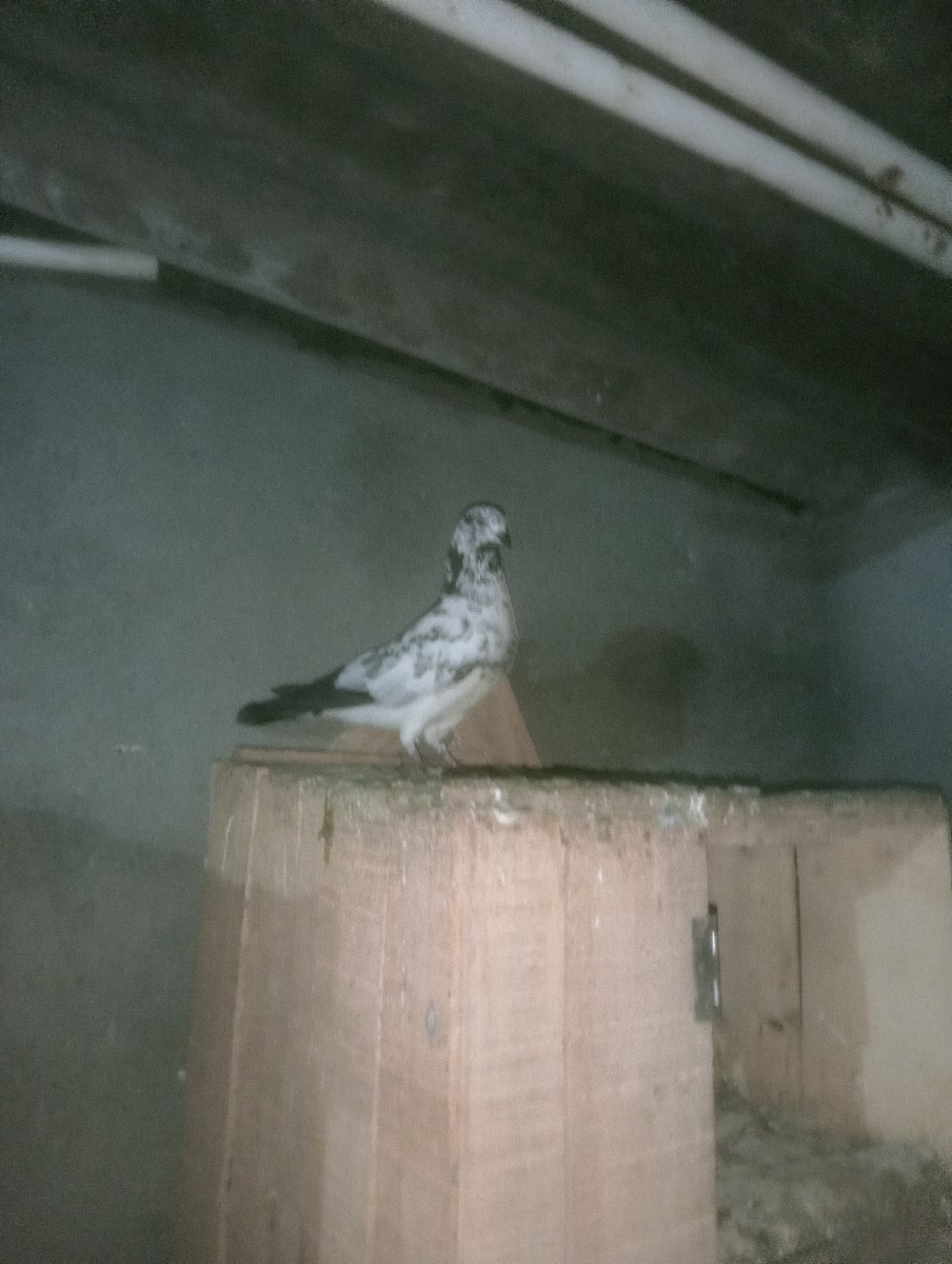 Post Image 3