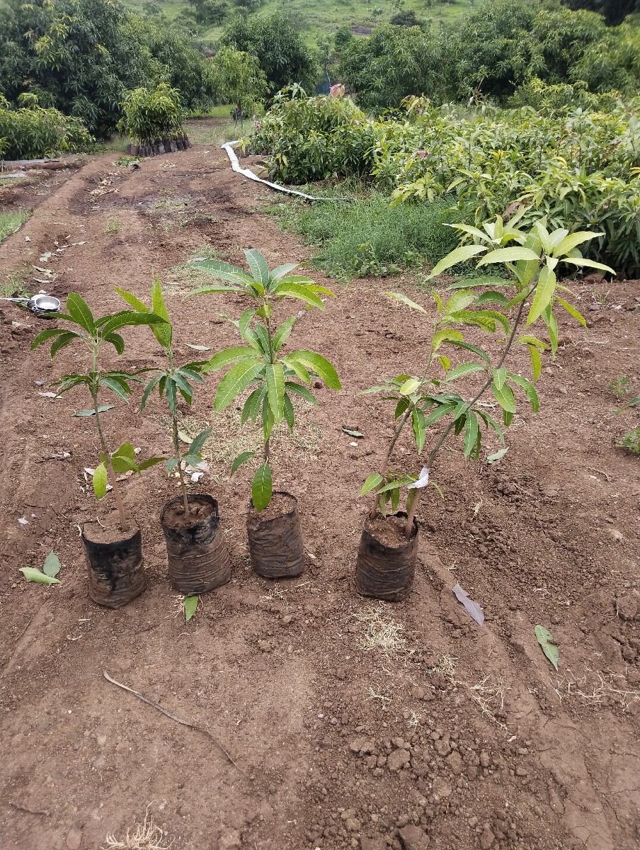 Post Image 5