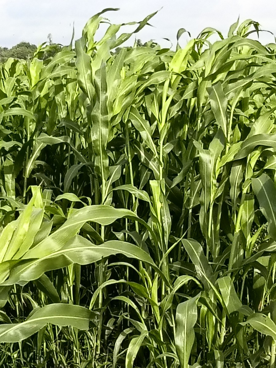 Post Image 1