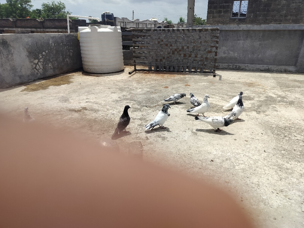 Post Image 1